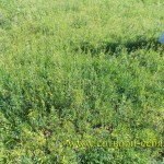 Алтайские травы